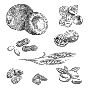 Sketched nuts, beans, seeds and wheat with peanut, coconut, hazelnut and walnut, almond and pistachio, sunflower seeds and wheat ears. Agriculture, vegetarian snack, recipe book design usage