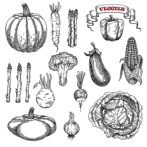 Old fashioned sketches of ripe autumnal vegetables with cabbage and pumpkin, eggplant and corn, bell pepper and asparagus, broccoli and garlic, daikon and kohlrabi, pattypan squash and radish