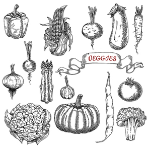 Farm corn cob and onion, pepper and eggplant, pumpkin and tomato, broccoli and garlic, asparagus and beans, beet and radish, cauliflower and daikon vegetables sketches with ribbon banner