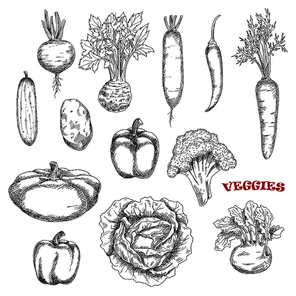 Broccoli and carrot, cabbage and cucumber, hot cayenne and sweet bell peppers, kohlrabi and potato, beet and radish, celery and pattypan squash vegetables sketches. Farming, cooking, agriculture theme