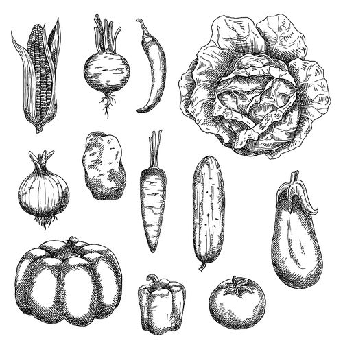 Sketches of corn and tomato, potato and carrot, cabbage and onion, cucumber and beet, chilli and bell peppers, eggplant and pumpkin vegetables. For kitchen accessories, recipe book, agriculture design