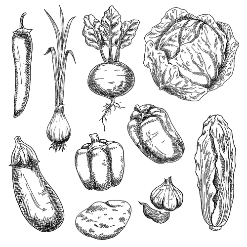 Farm fresh crunchy cabbages, bell peppers and beet, potato, pungent garlic and green onion, eggplant, hot cayenne pepper vegetables sketch drawing icons. Nice as agriculture and vegetarian food design