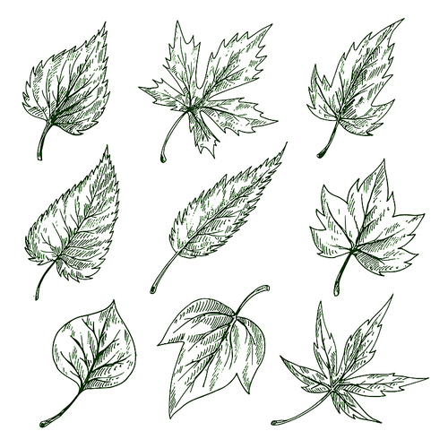 Green leaves sketches of maple and birch, elm, willow and sycamore trees. Nature, botany and ecology themes