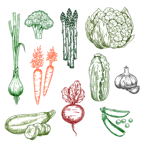 Sweet carrot and green onion, broccoli and pea, chinese cabbage, zucchini asparagus and cauliflower, garlic and red beet vegetables. Color sketches for vegetarian food, farming, agriculture harvest themes