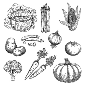 Farm vegetables stylized sketches for old fashioned recipe book or agriculture harvest design with tomato and onion, cabbage and carrot, pea and corn cob, broccoli and potato, pumpkin and asparagus