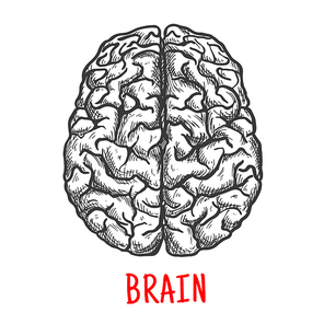 Human brain sketch with top view of both hemispheres of cerebral cortex. Medicine, education or brainstorm themes