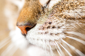 Close up portrait a cat