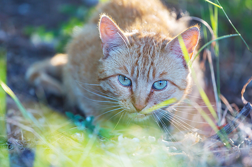 adult domestic cat sitting in grass