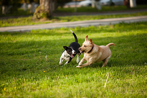 Two dogs walking on green grass in the park