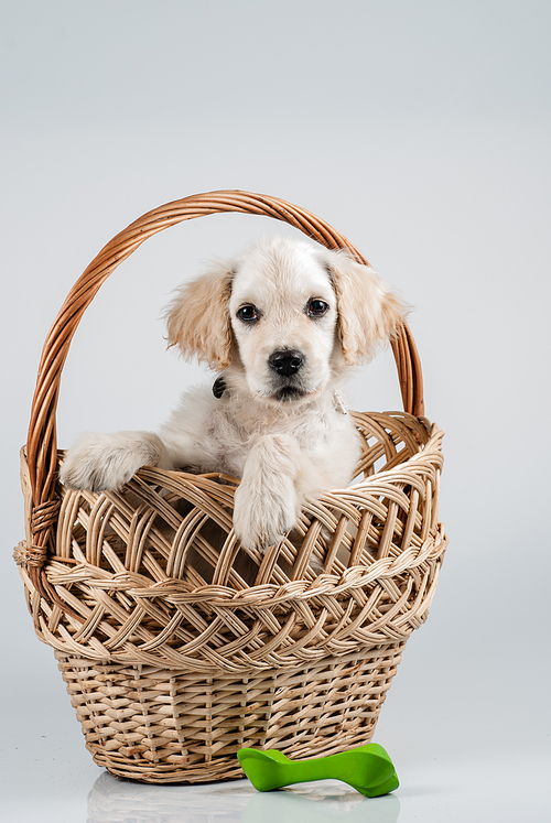 Golden retriever puppy in basket and toy