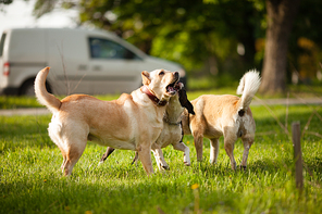 Three dogs walking on green grass in the park