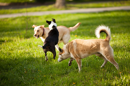 Three dogs walking on green grass in the park