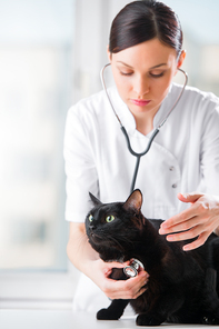 Veterinarian listening a cat while doing checkup at clinic