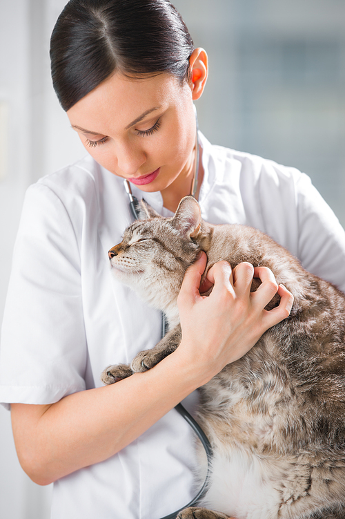Veterinarian holding and calming a cat at clinic