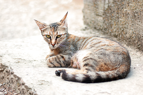 Tabby cat lying on concrete stairs closeup