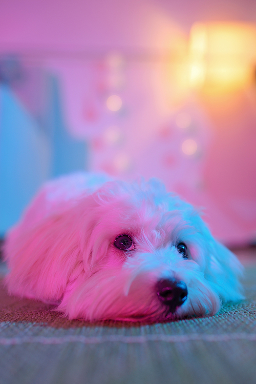 White puppy maltese dog sitting at home on carpet