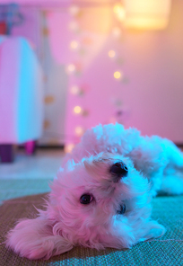 White maltese dog sitting at home on carpet