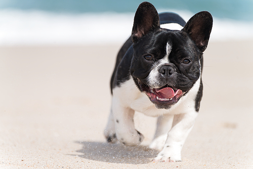 French bulldog running on the beach