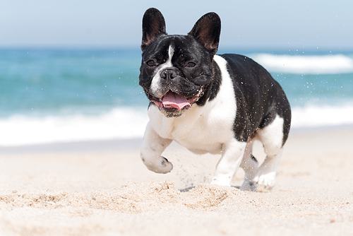 French bulldog running on the beach