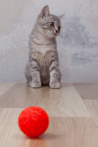 little kitten with small red ball