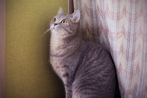 gray tabby cat sitting on a window sill and looking up