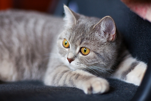 portrait of a beautiful gray striped cat