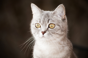 portrait of a beautiful gray striped cat