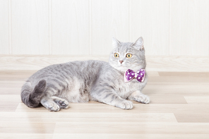 gray striped cat lies on the floor with a beautiful bow at the neck