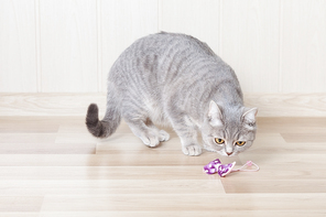 gray striped cat Stith on the wooden floor and looks at the bow