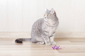 gray tabby cat sitting on the floor next to the bow, and looks away.
