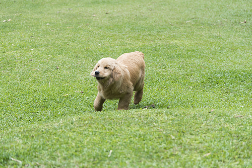 Golden Dog happy to play in the grass.