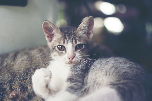 sleepy cats, vintage filter image