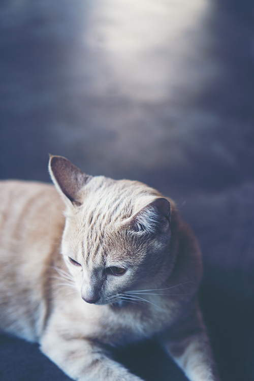 grey cat in vintage tone