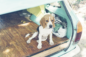 beagle Puppy dog in car