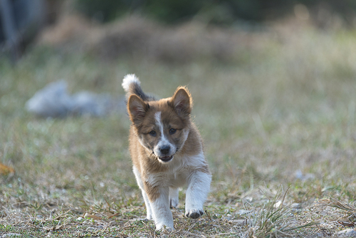 Puppies dog are playing in the grass with warm sunlight .