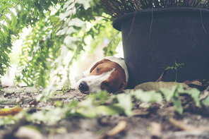 Small beagle puppy sleeping in nature