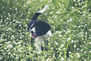 A beagle dog is sitting in the wild flowers field.