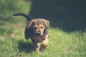 Cute puppies dog running in the meadow.