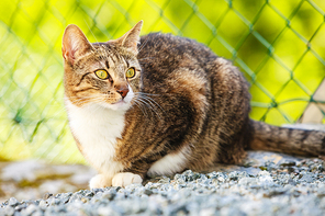 Animals. Brown tabby cat enjoying himself outdoor in garden, warming in the sun