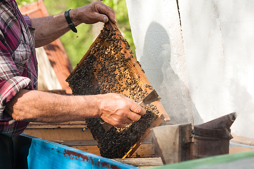 Beekeeper holding the honey comb with bees