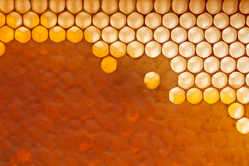 Filled, waxed honeycombs with fresh organic honey. Macro photo. Next Generation Concept or Network Generation.Flat lay
