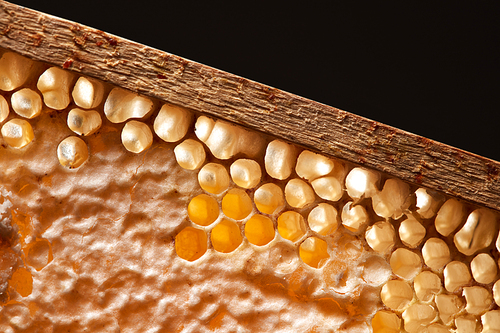 Healthy honey in comb on a black background with space for text. Network generation concept. Macro photo