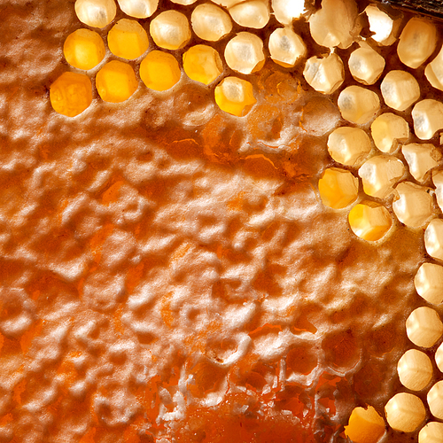 Macro photo of organic honey in honeycombs. Network generation concept. Top view
