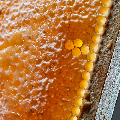 Macro photo of wax honeycombs with organic honey. Next Generation Concept or Network Generation.