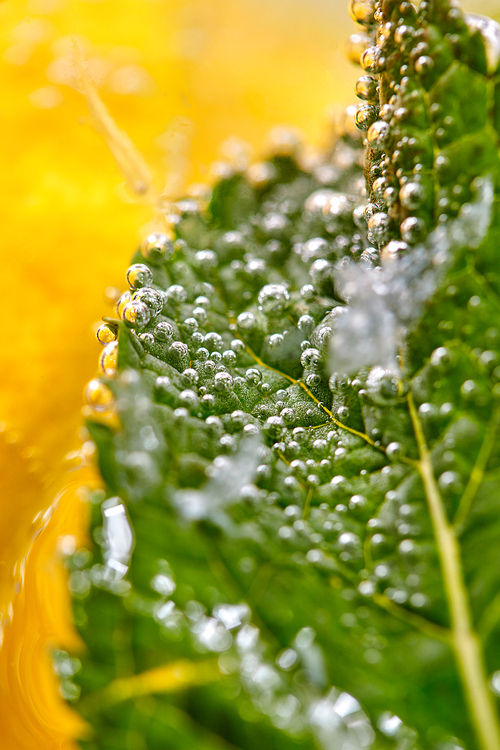Green leaf of mint covered with bubbles in a glass with water and lemon slices. Macro photo of summer drink