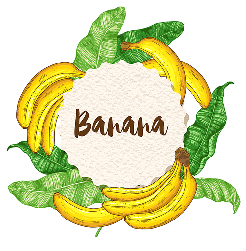 Round paper label with ripe yellow bananas and green leaves on a white background. Vector illustration