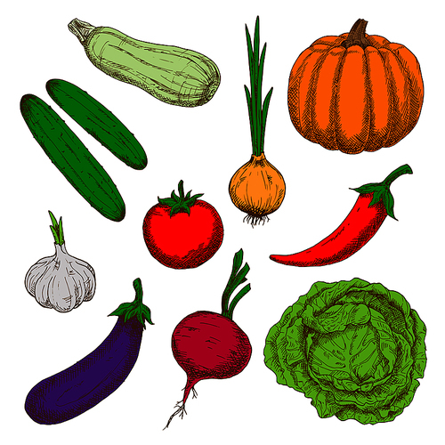 Sketches of healthy tomato and green cabbage, cucumbers, spicy red chilli pepper and sprouted onion, garlic and ripe orange pumpkin, tasty eggplant, beet and juicy zucchini vegetables