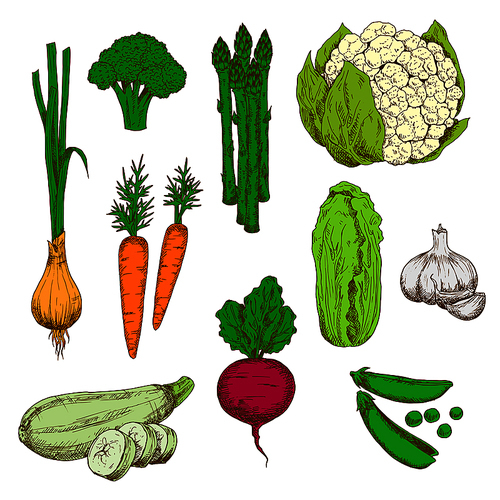 Vegetables color sketches for agriculture design with green onion, carrot, broccoli and zucchini, green pea and cauliflower, beet and garlic, chinese cabbage and asparagus