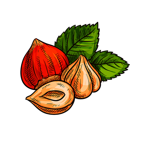 Ripe hazelnut with green leaves sketch of fresh and roasted forest nuts. Healthy dessert, vegetarian snack, food packaging design