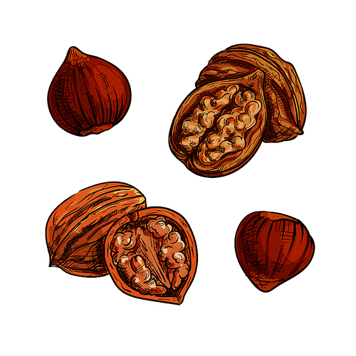 Hazelnut and walnut sketch. Healthful natural nuts for vegetarian snack symbol, confectionery dessert recipe, healthy food design